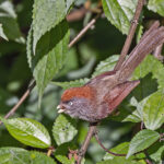 Ashy-throated Parrotbill (image by Pete Morris)
