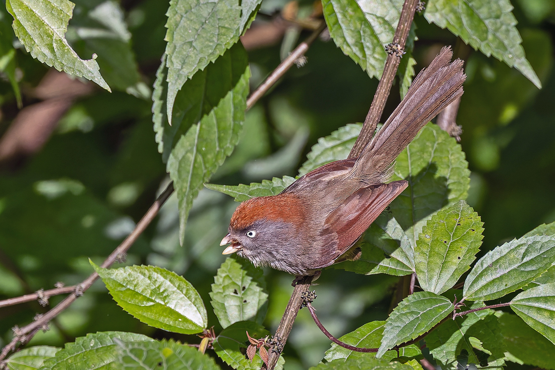 Ashy-throated Parrotbill (image by Pete Morris)