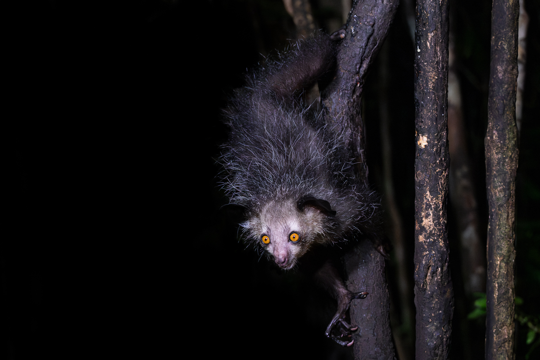 Aye-Aye (image by Gin Wilde)