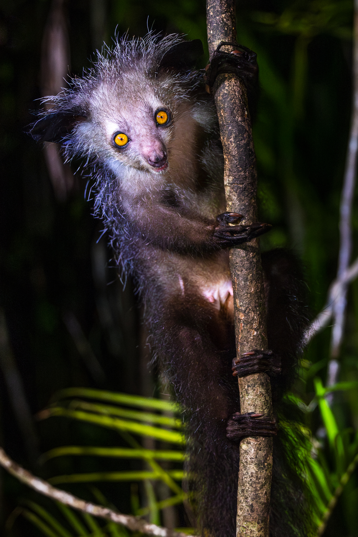 Aye-Aye (image by Gin Wilde)