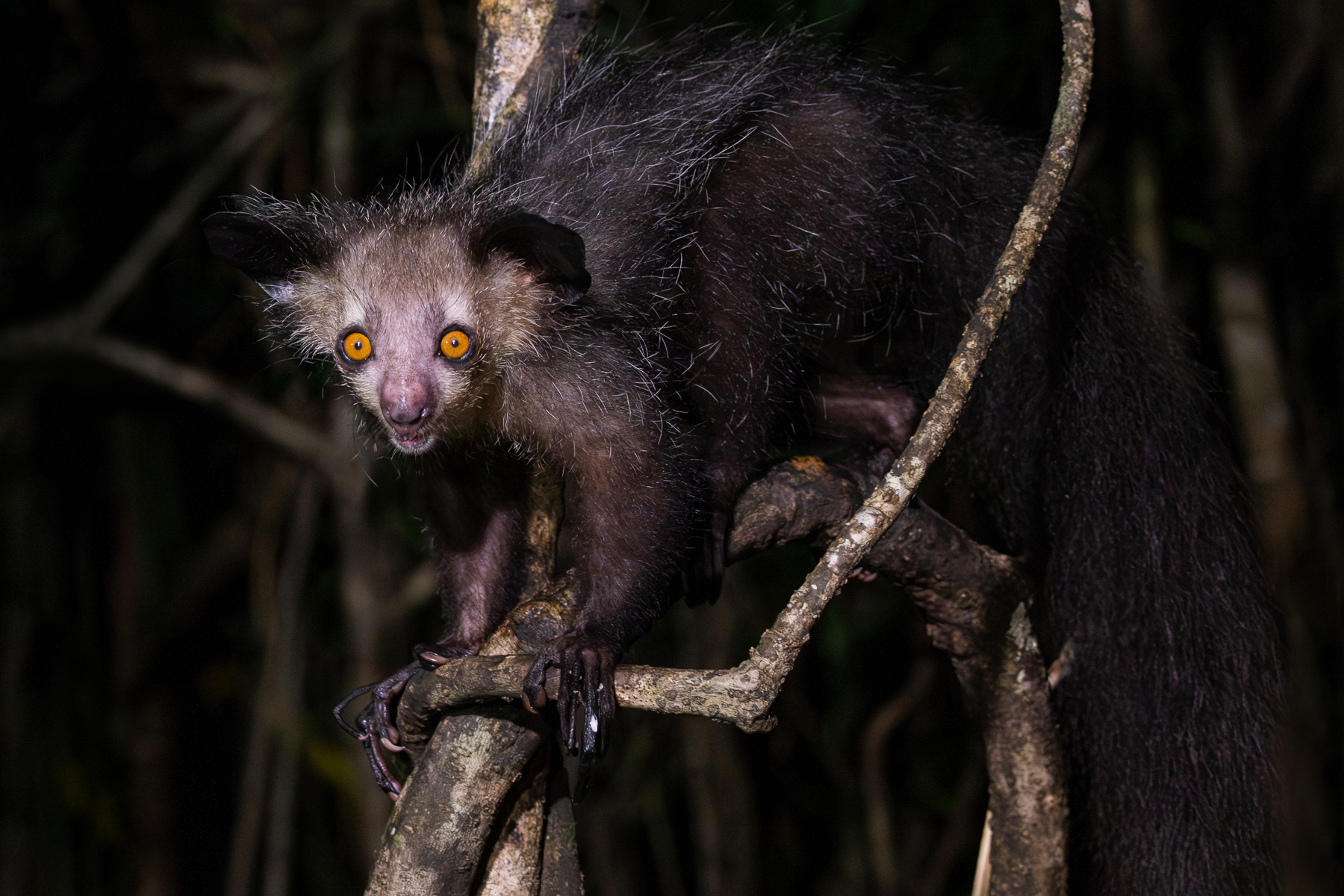 Aye-Aye (image by Gin Wilde)