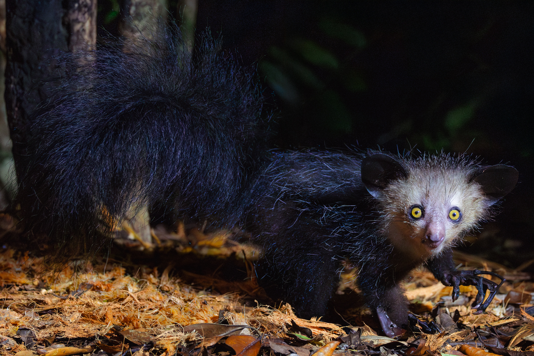Aye-Aye (image by Gin Wilde)