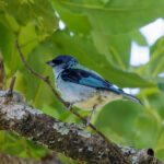 Azure-rumped Tanager (image by Leo Garrigues)