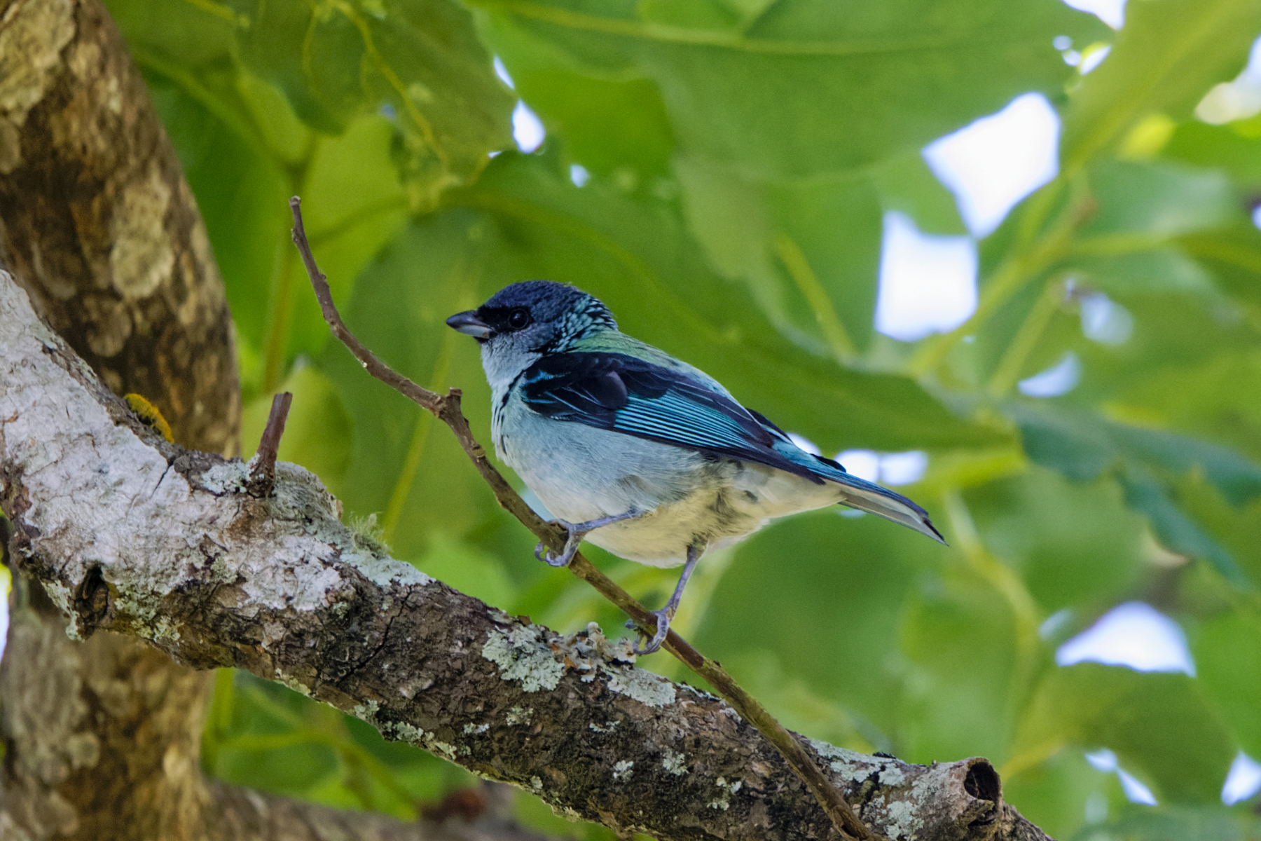 Azure-rumped Tanager (image by Leo Garrigues)