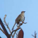 Bahama Mockingbird (image by Leo Garrigues)