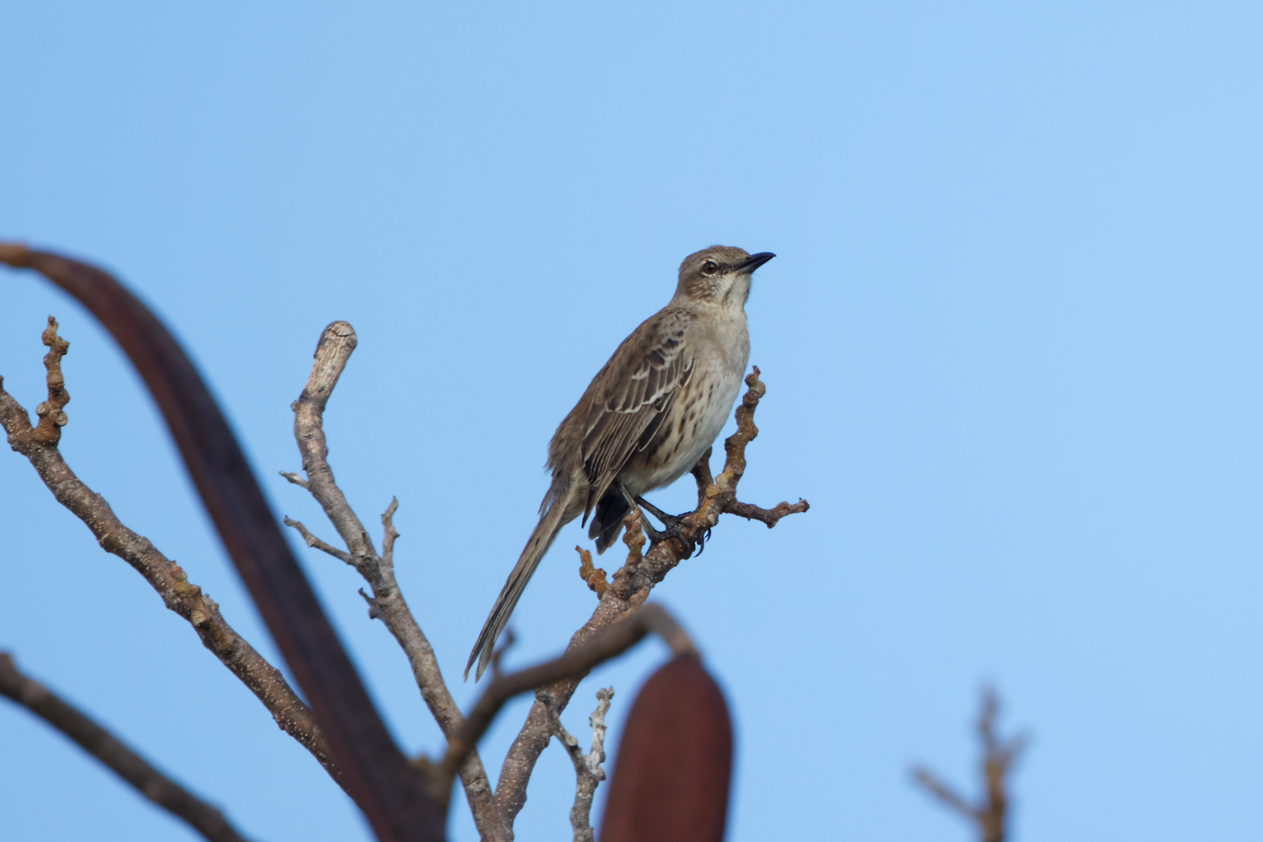 Bahama Mockingbird (image by Leo Garrigues)