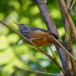 Band-backed Wren (image by Leo Garrigues)