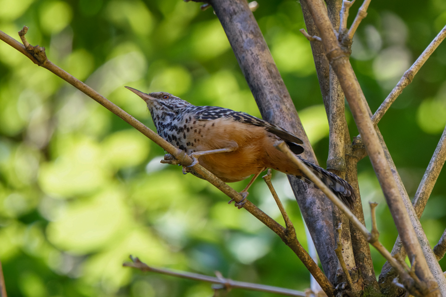 Band-backed Wren (image by Leo Garrigues)
