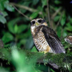 Band-bellied Owl (image by Antonio Cortizo)
