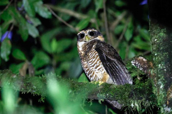 Band-bellied Owl (image by Antonio Cortizo)