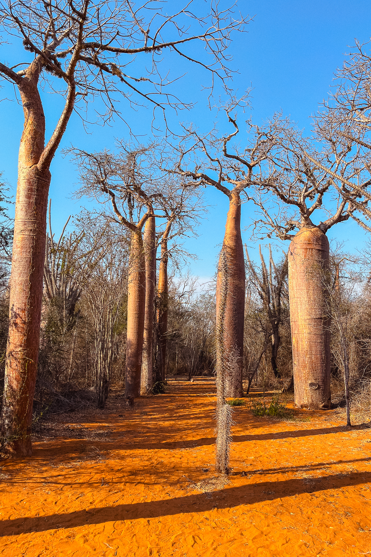Baobabs and spiny forest (image by Gin Wilde)