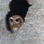 Bare-legged Owl (image by Leo Garrigues)
