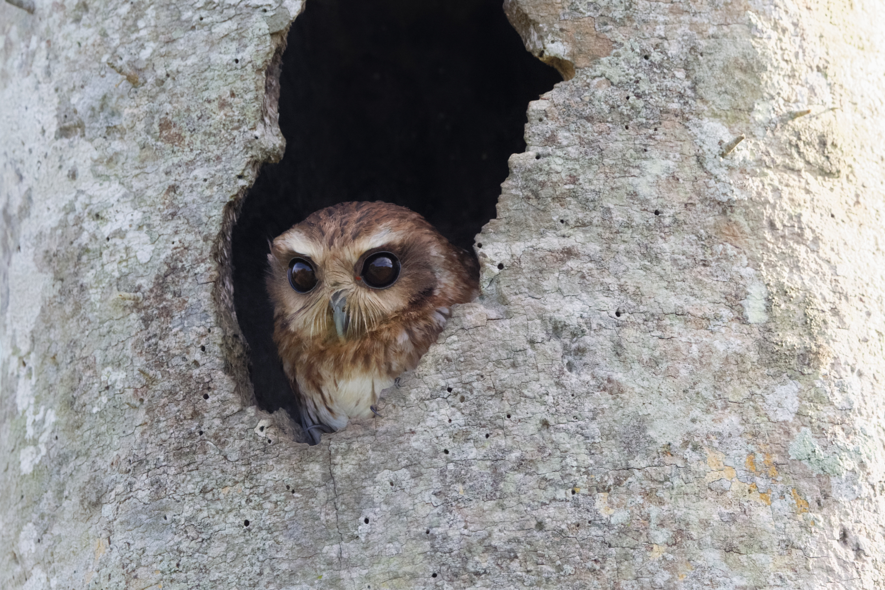 Bare-legged Owl (image by Leo Garrigues)
