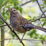 Barred Laughingthrush (image by Pete Morris)