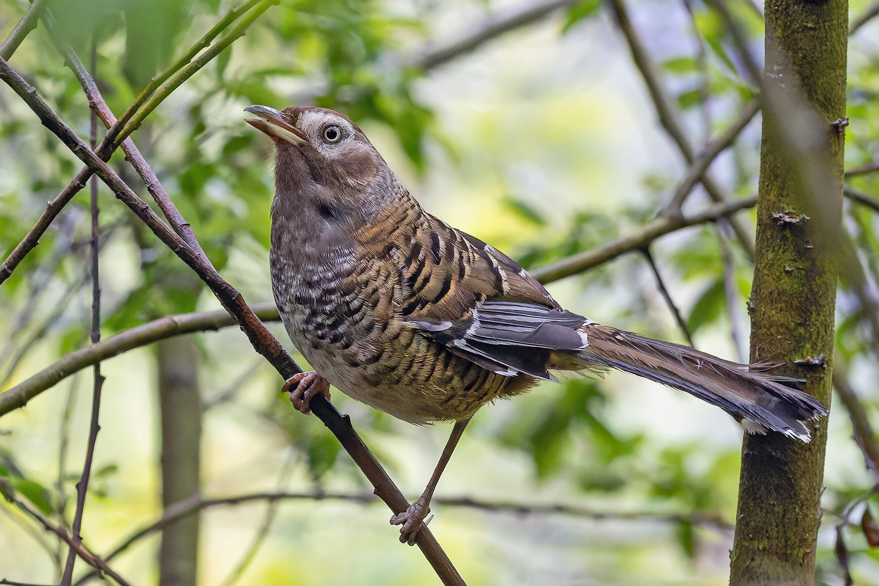 Barred Laughingthrush (image by Pete Morris)