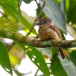 Barred Puffbird (image by Antonio Cortizo)