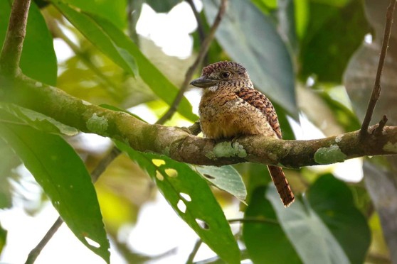Barred Puffbird (image by Antonio Cortizo)
