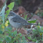 Barred Warbler (image by Martin Hale)
