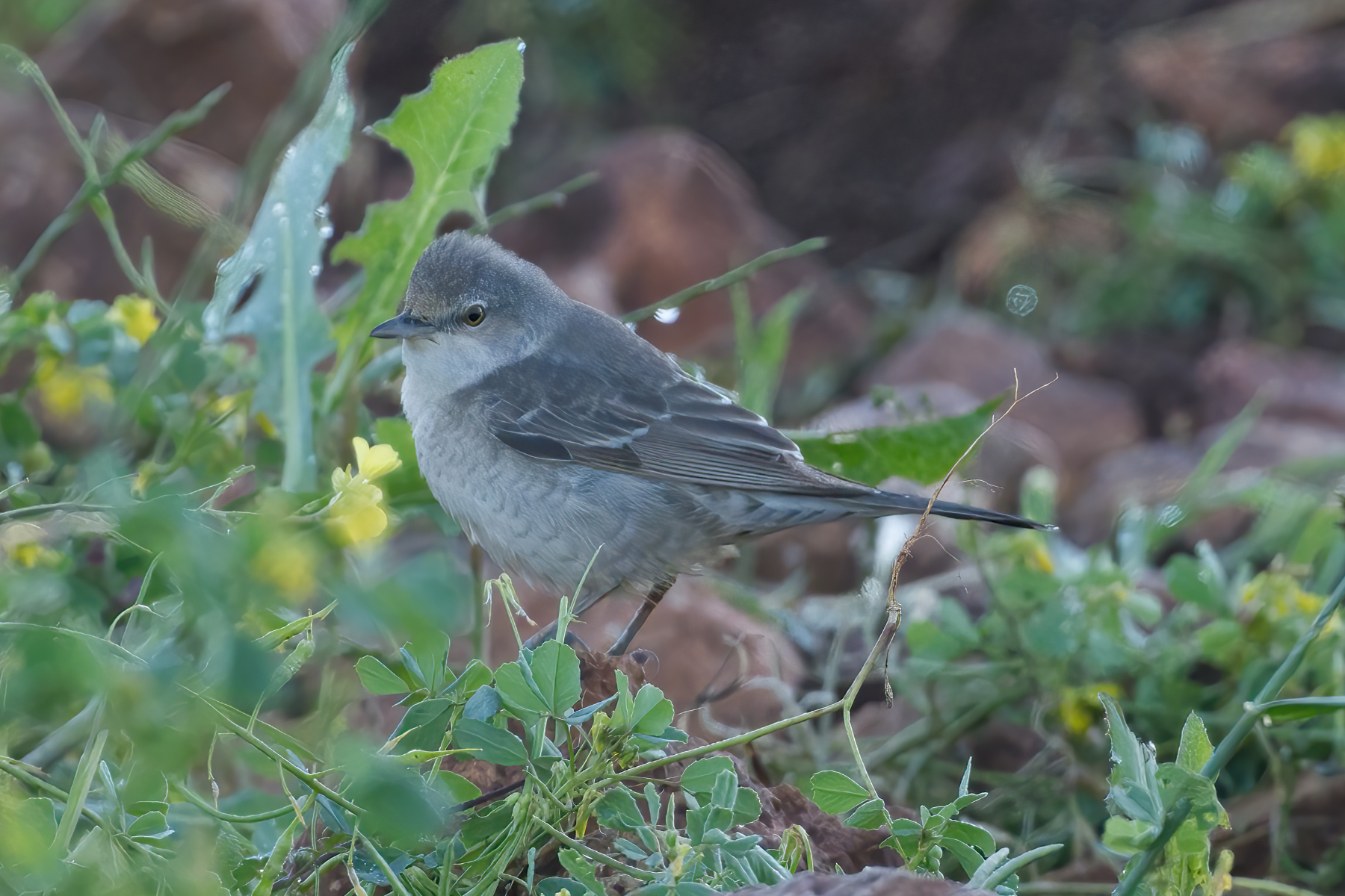Barred Warbler (image by Martin Hale)