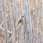 male Bearded Reedling (image by Diedert Koppenol)