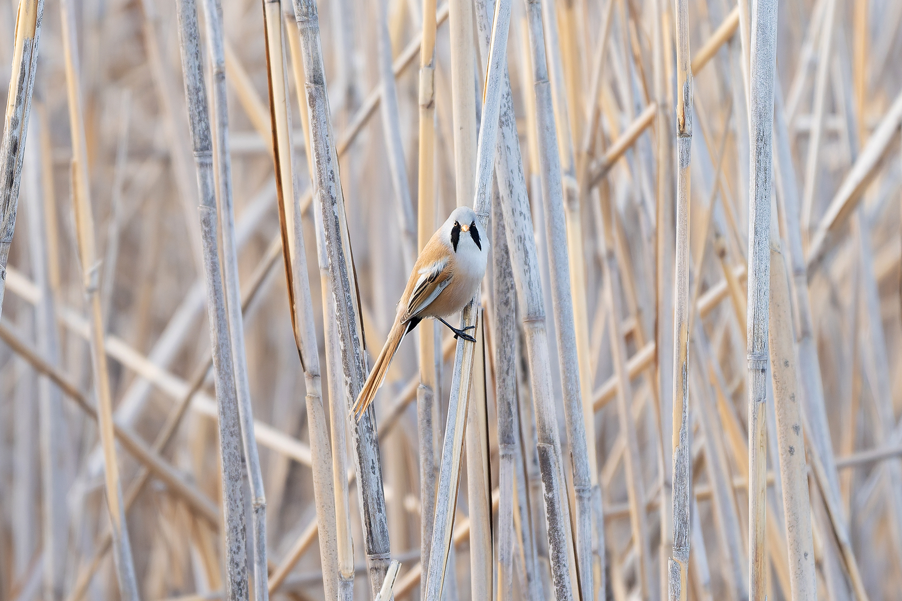 male Bearded Reedling (image by Diedert Koppenol)