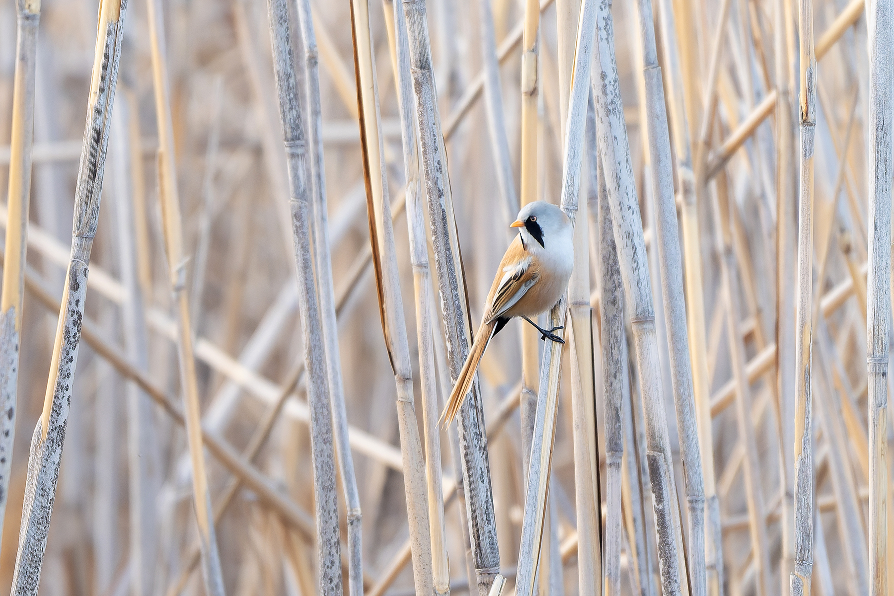 male Bearded Reedling (image by Diedert Koppenol)