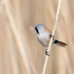 male Bearded Reedling (image by Diedert Koppenol)