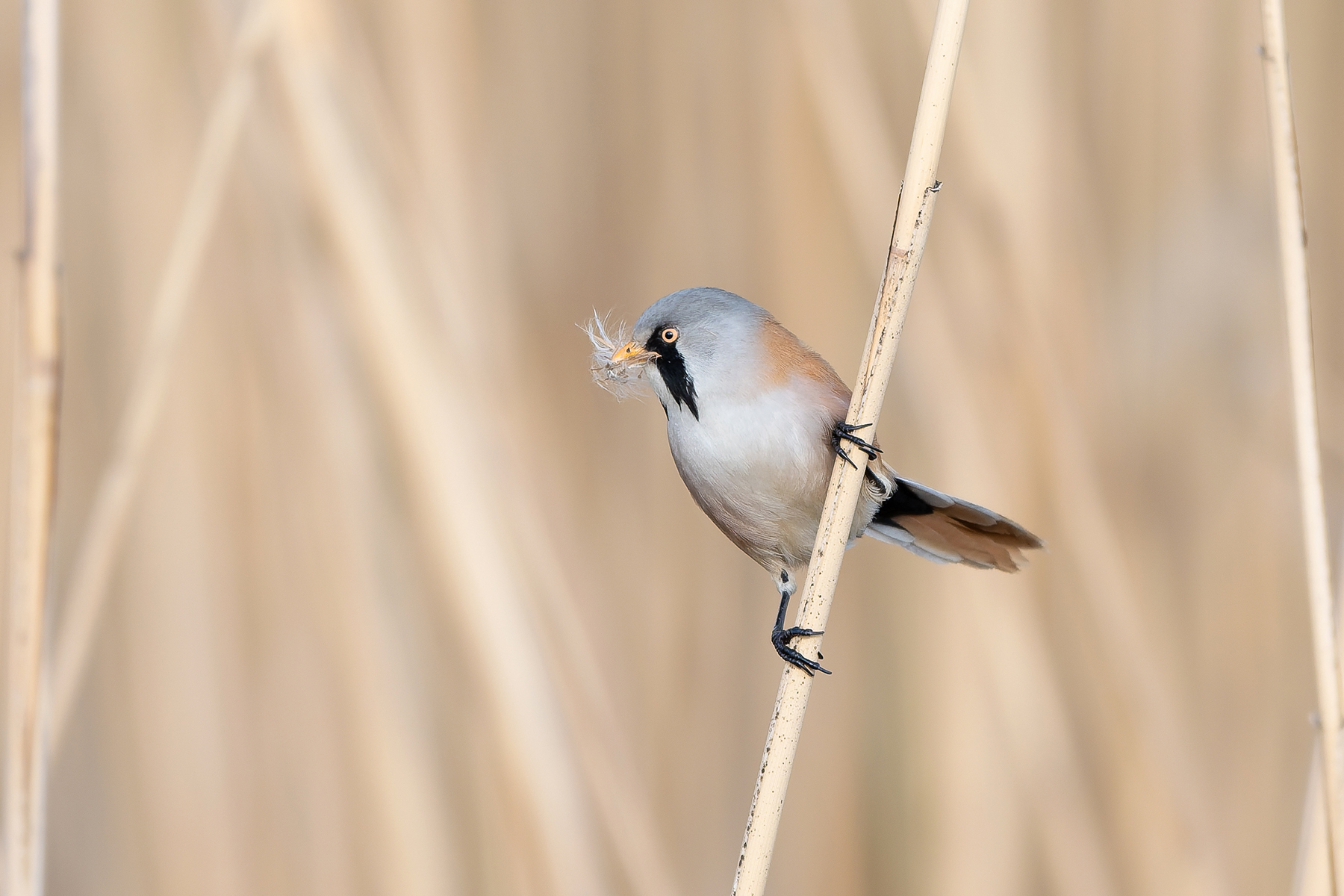 male Bearded Reedling (image by Diedert Koppenol)
