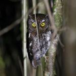 Bearded Screech-Owl (image by Leo Garrigues)
