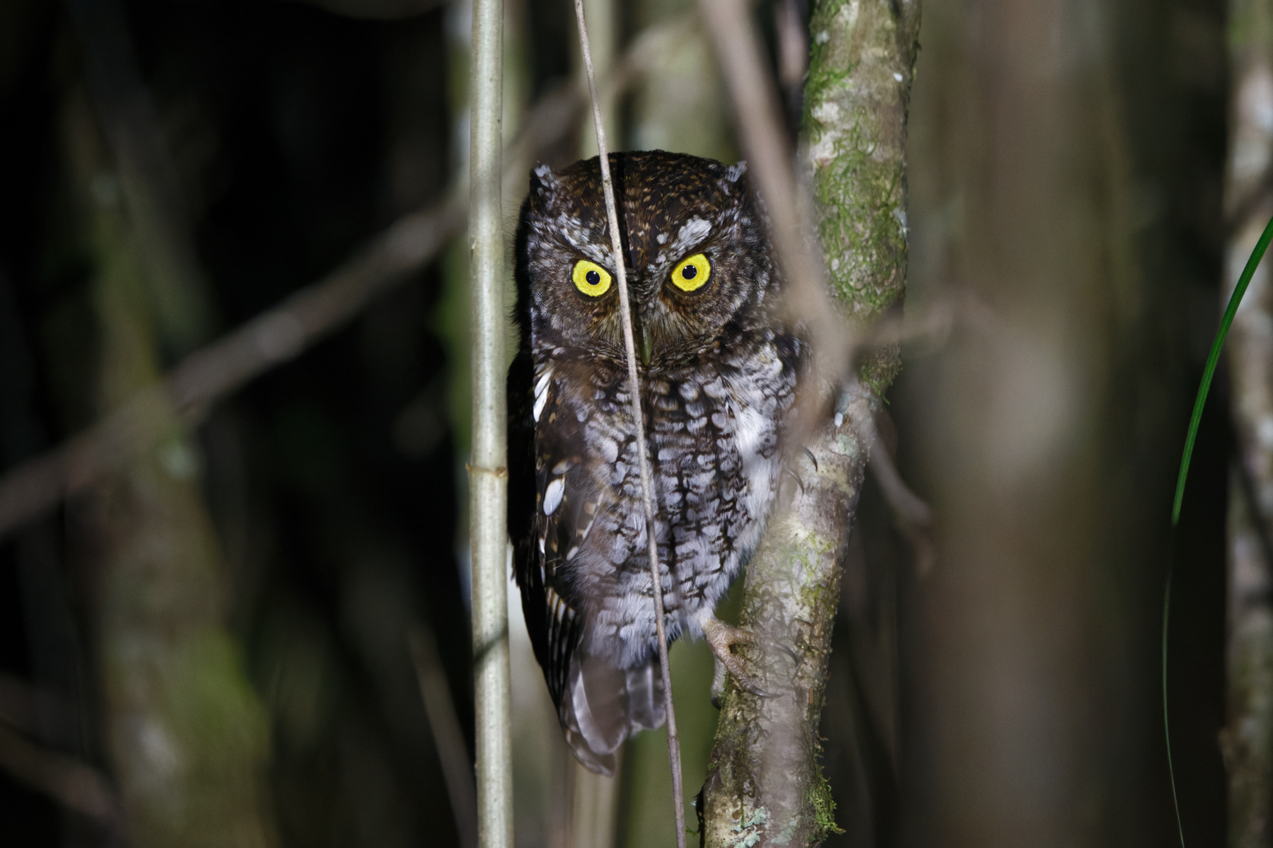 Bearded Screech-Owl (image by Leo Garrigues)