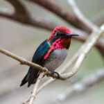 Bee Hummingbird (image by Leo Garrigues)