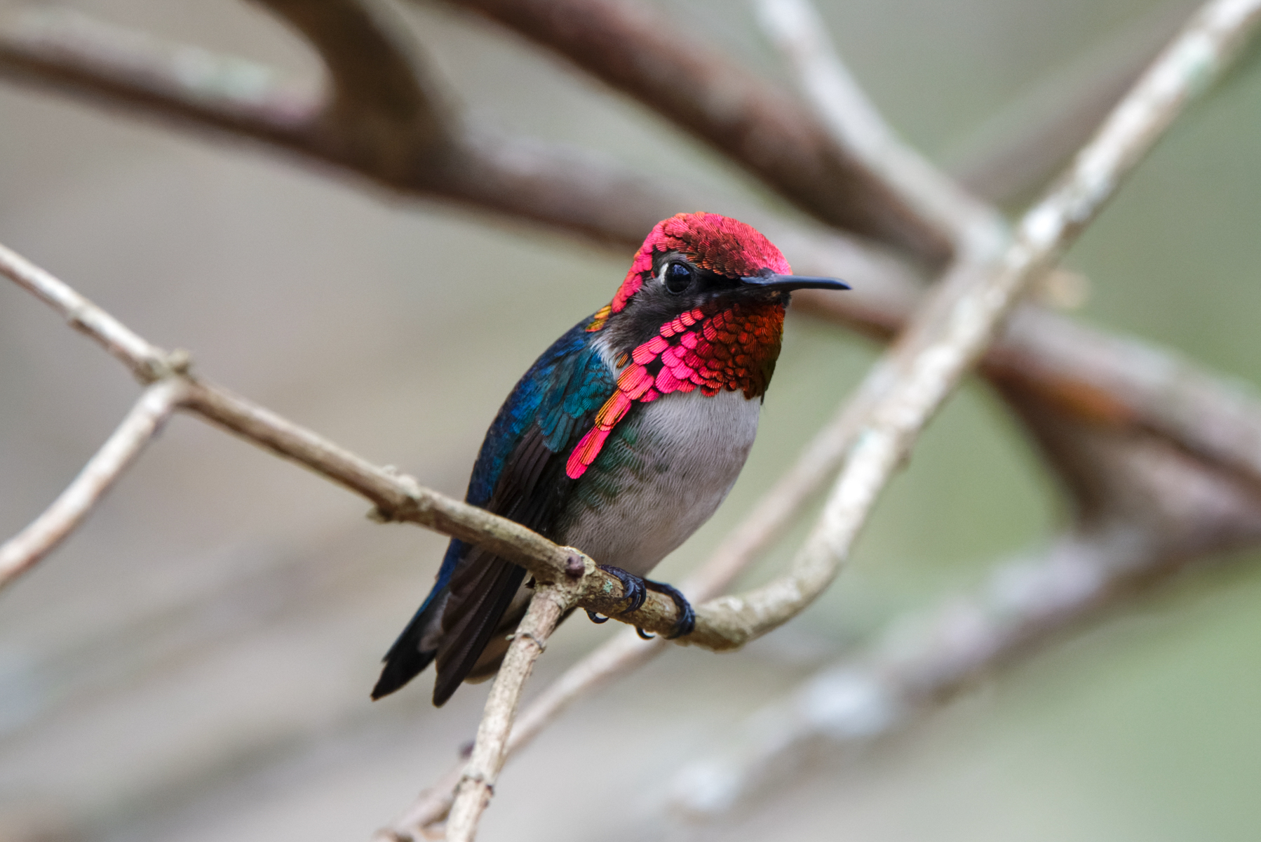 Bee Hummingbird (image by Leo Garrigues)