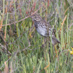 Belding's Savannah Sparrow (image by Mike Watson)