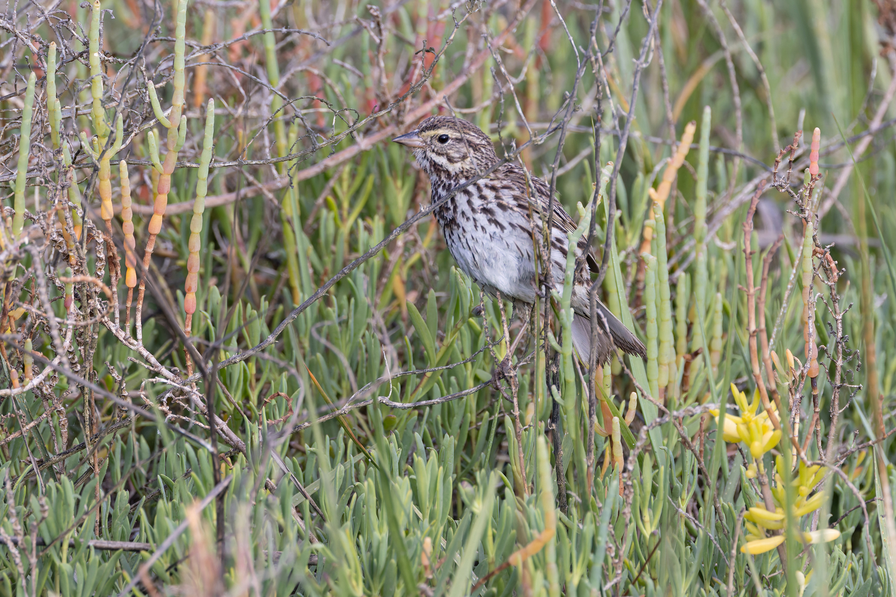 Belding's Savannah Sparrow (image by Mike Watson)