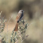 Bell's Sparrow (image by Mike Watson)