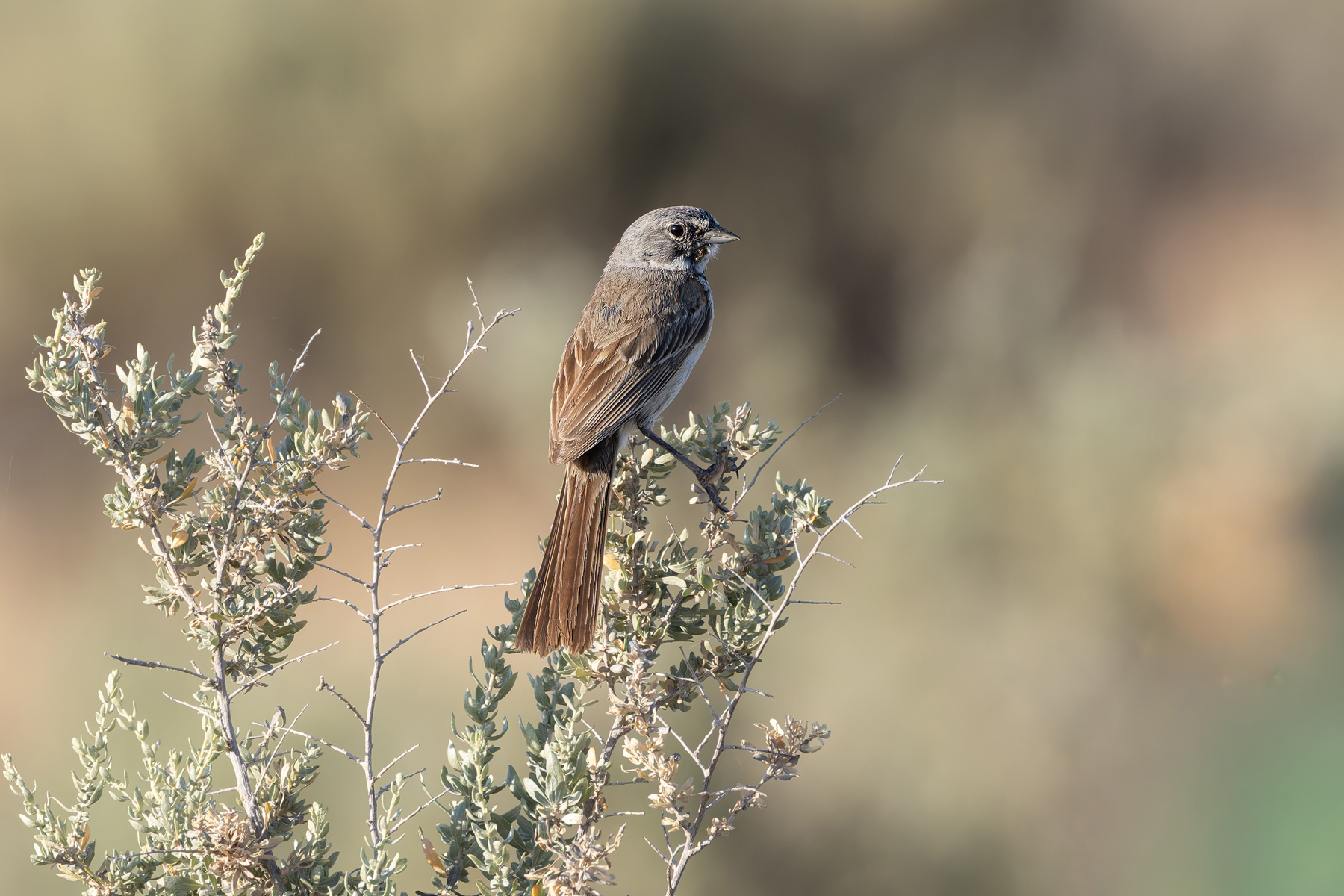 Bell's Sparrow (image by Mike Watson)