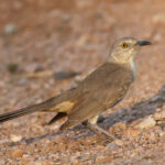 Bendire's Thrasher (image by Sjoerd Radstaak)