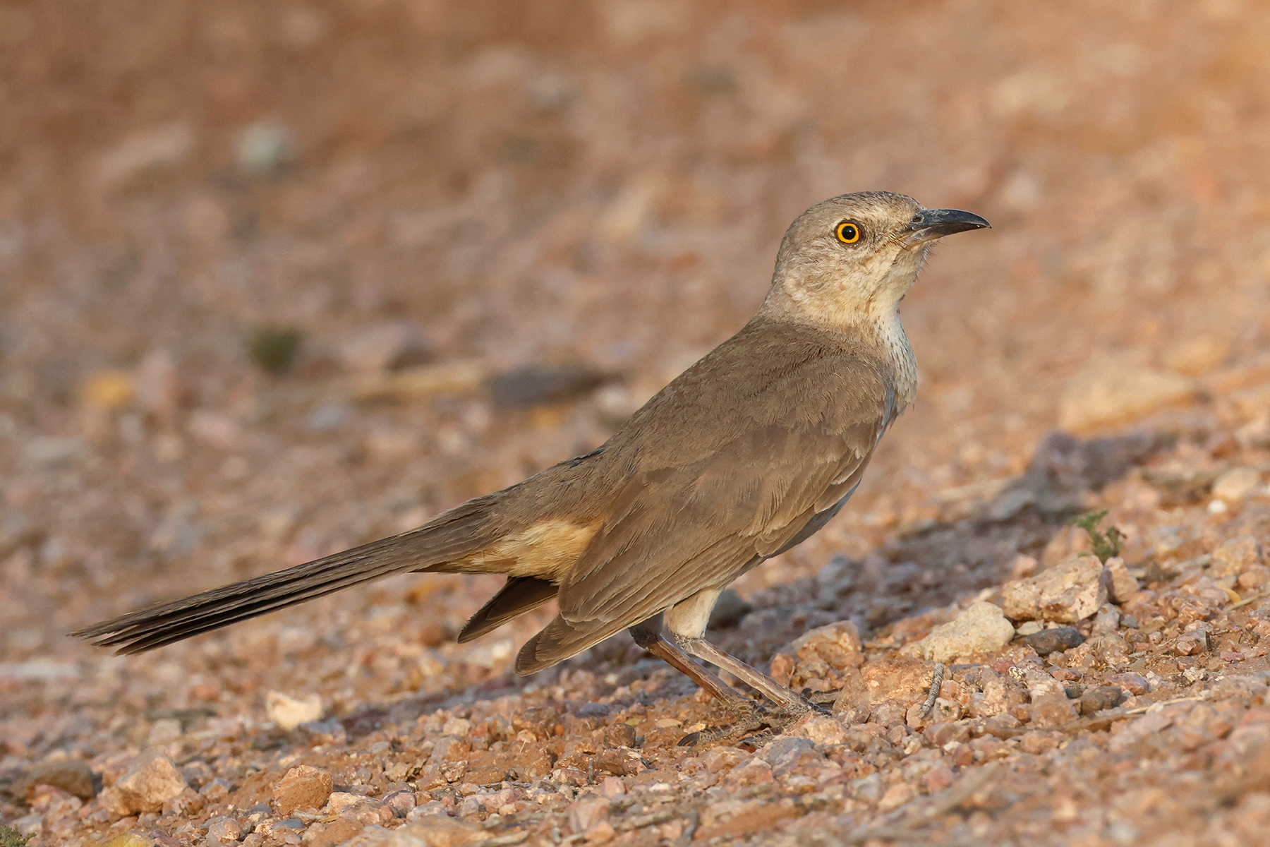 Bendire's Thrasher (image by Sjoerd Radstaak)