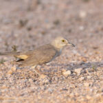 Bendire's Thrasher (image by Mike Watson)