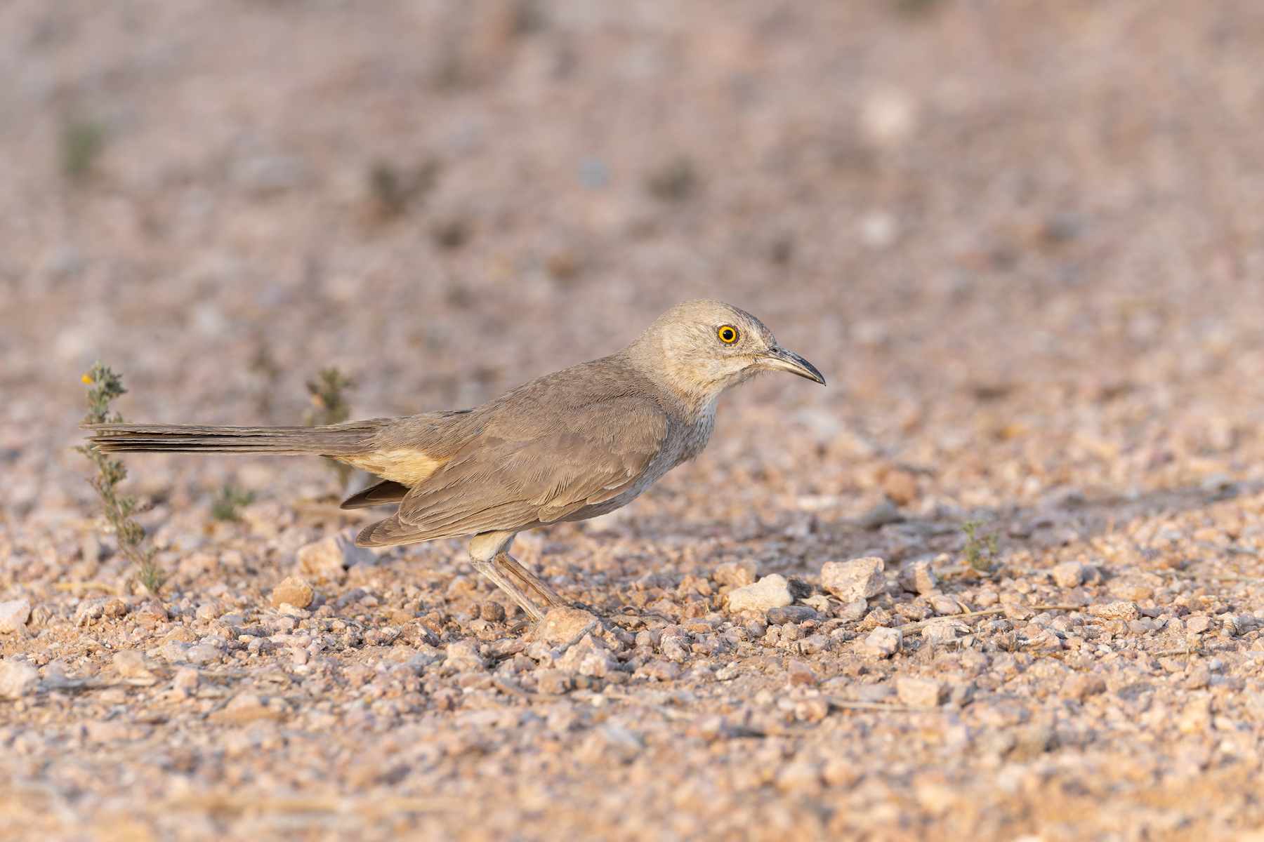 Bendire's Thrasher (image by Mike Watson)