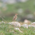 Bimaculated Lark (image by Diedert Koppenol)