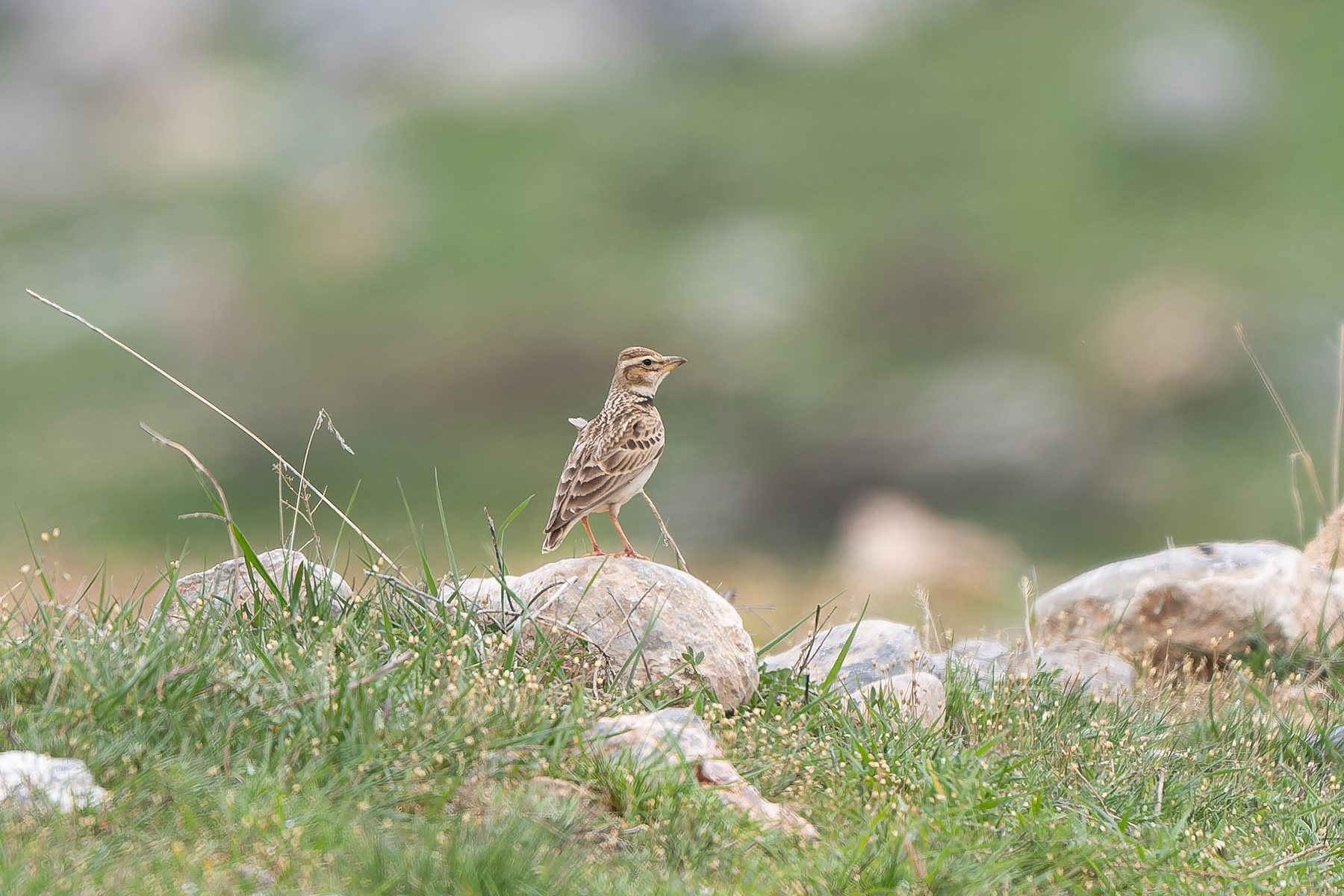 Bimaculated Lark (image by Diedert Koppenol)