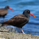 Black Oystercatcher (image by Sjoerd Radstaak)