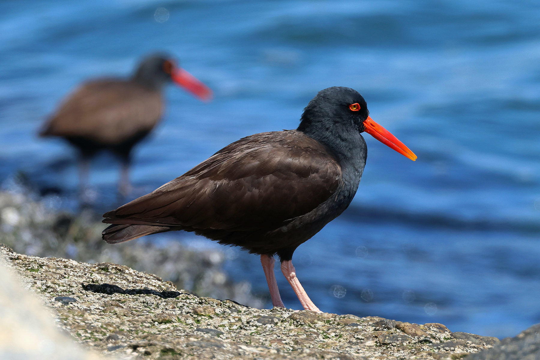 Black Oystercatcher (image by Sjoerd Radstaak)
