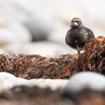 Black Turnstone (image by Mike Watson)