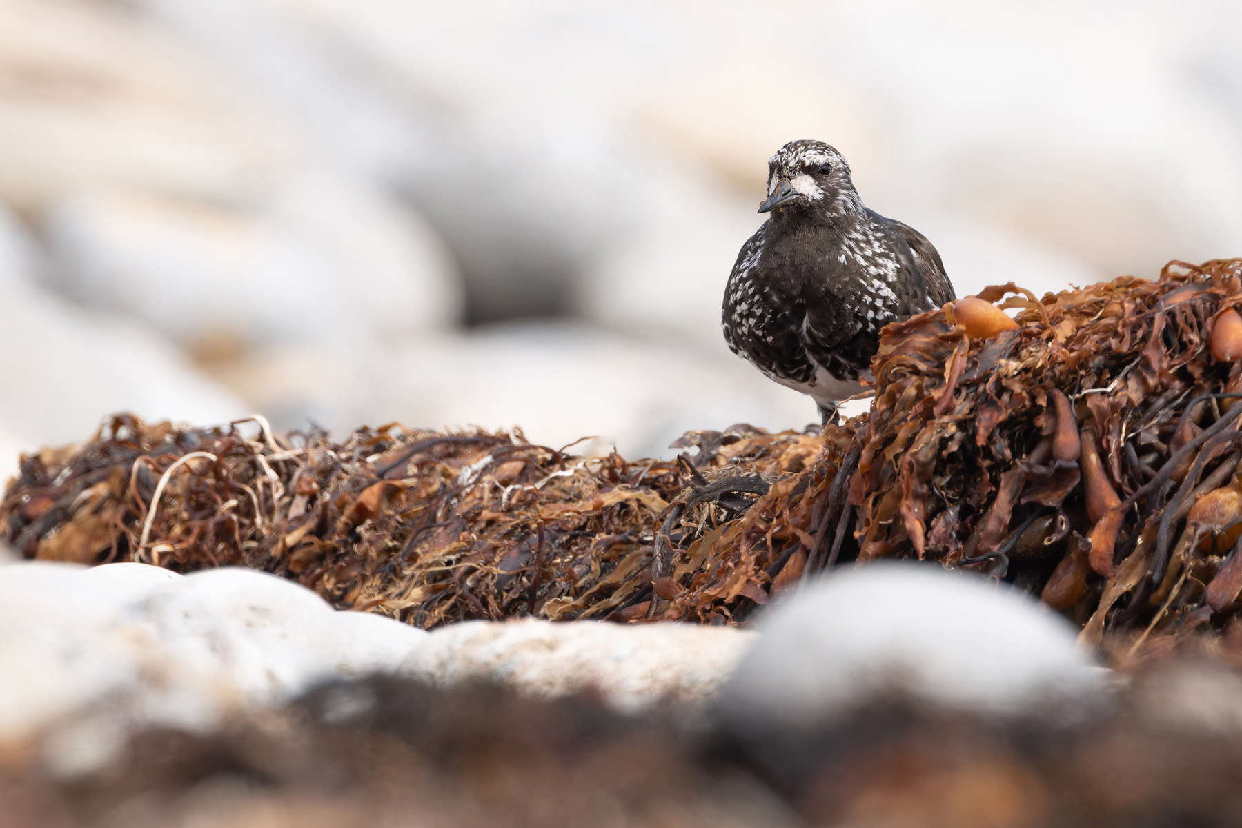 Black Turnstone (image by Mike Watson)