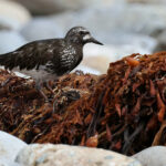 Black Turnstone (image by Sjoerd Radstaak)