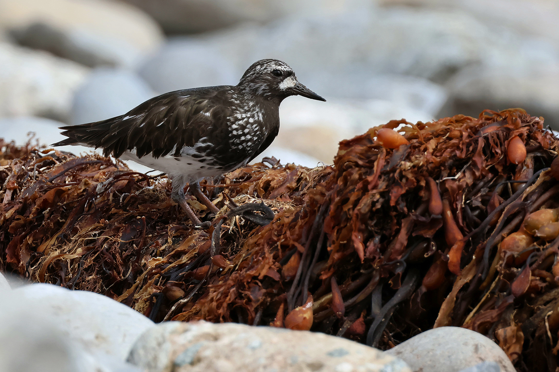 Black Turnstone (image by Sjoerd Radstaak)