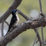 Black-backed Woodpecker (image by Mike Watson)