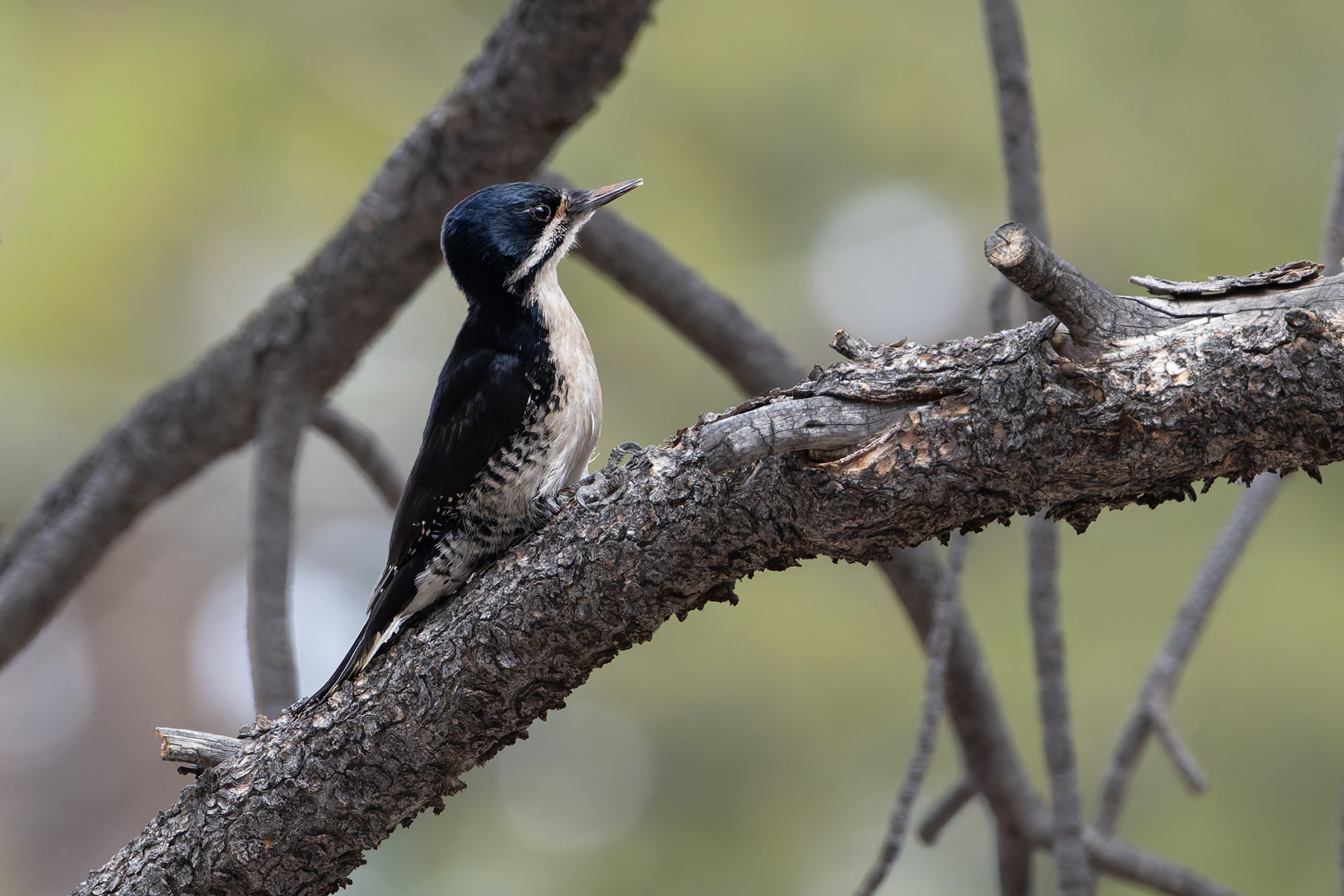 Black-backed Woodpecker (image by Mike Watson)